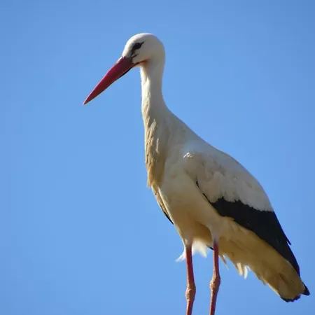 Holiday home Les Glycines 68230 Turckheim